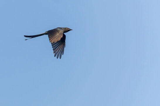 Black Drongo, Dicrurus macrocercus
