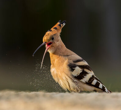 Eurasian Hoopoe, Upupa epops