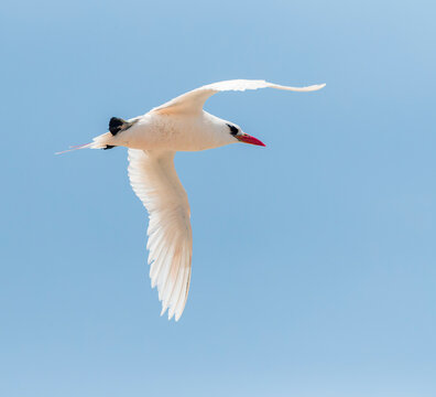 Red-tailed Tropicbird, Phaethon rubric
