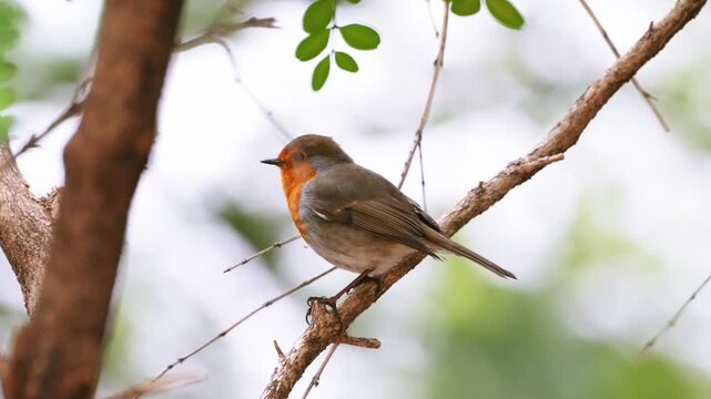 Close up of a peaceful European robin redbreast bird resting with closed eyes perched on a tree branch in a bright natural environment.