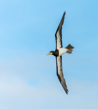 Indo-Pacific Brown Booby, Sula leucogaster plotus