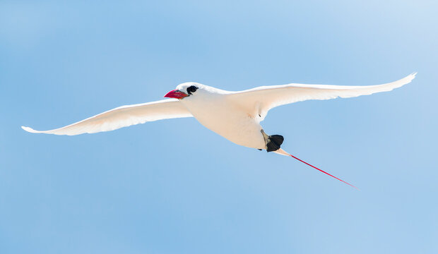 Red-tailed Tropicbird, Phaethon rubric