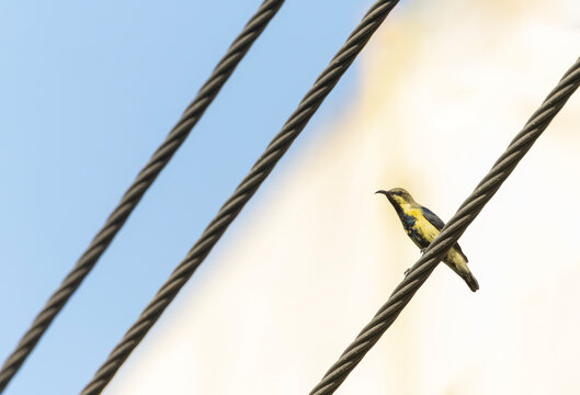 Purple Sunbird, Cinnyris asiaticus