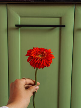 Hand holding single red flower against green cabinet, colorful botanical background.