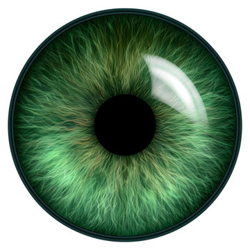 Realistic Green Human Eye Iris on Transparent Background
