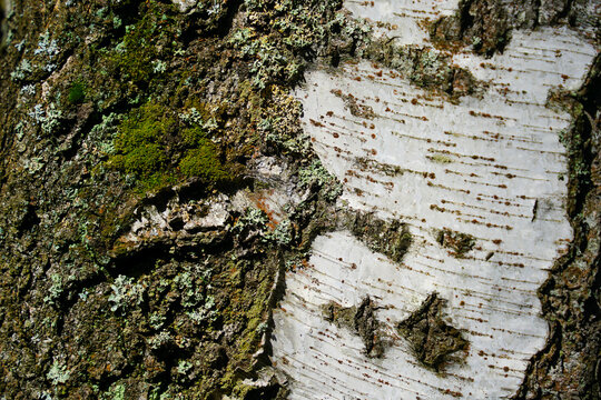 Peeling Birch Tree Bark with Moss and Lichen