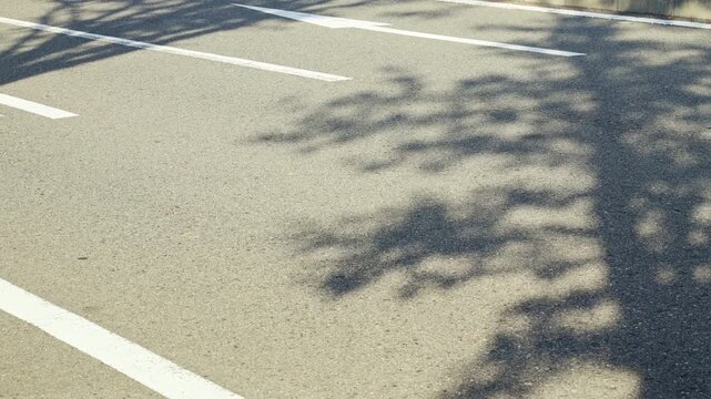 夏の強い日差しとアスファルトの道路の上で揺れる街路樹の影