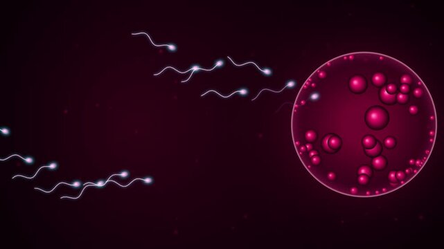 Scientific animation of biological fertilization with glowing sperm cells swimming towards a large egg cell in a dark fluid environment