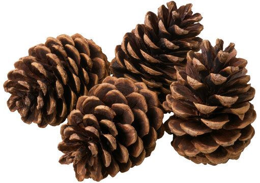 Brown Pinecones on Transparent Background
