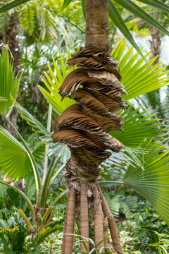 Pandanus utilis screwpine with stilt roots and green leaves