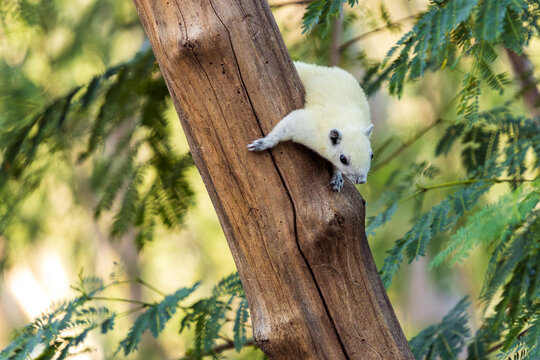 white squirrel sits on a branch in a forest with leaves in the background (Callosciurus finlaysoni finlaysoni)