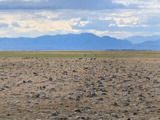 Fototapeta premium A flock of Demoiselle crane (in latin rus virgo) walking in grassland in Altai highlands.
