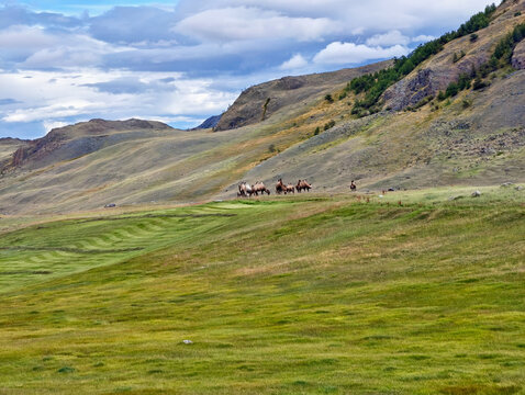 Bactrian camels graze in Altai on a mountain alpine pasture. Kosh-Agach higland intermountain valley.