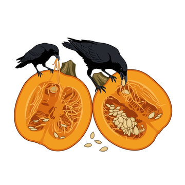 Two black crows perching and eating seeds from halved pumpkin vector illustration isolated on white background