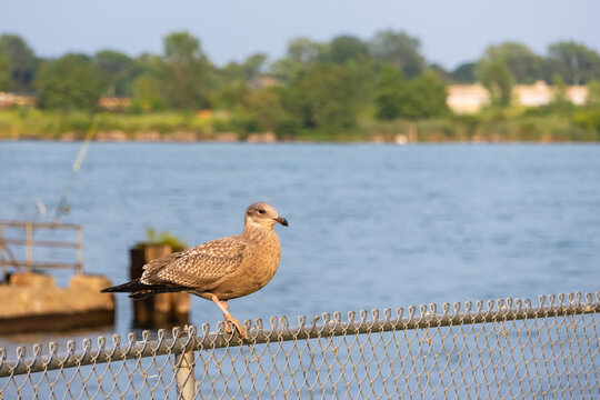 Juvenile seagull perching on a chain link fence by water