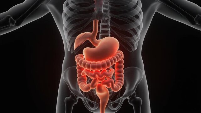 Human Digestive System Anatomy with Inflammation Highlighted in Red Cinematic Motion