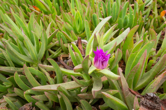 Vibrant magenta sea fig flower blooming amidst thick triangular succulent leaves