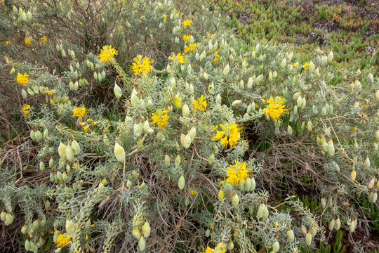 Bright yellow bladderpod flowers and inflated seed pods cluster on a native wild shrub growing along a coastal hillside