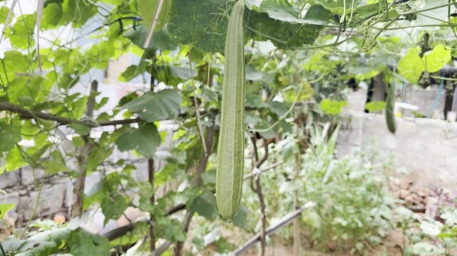 Fresh ridge gourd hanging from green vine in home vegetable garden, close-up view of healthy organic luffa growing naturally among leaves, sustainable farming, gardening and fresh produce crop concept