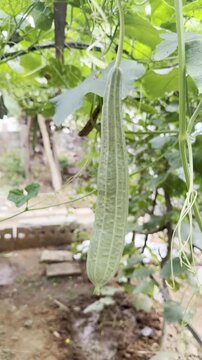 Fresh ridge gourd hanging from green vine in home vegetable garden, close-up view of healthy organic luffa growing naturally among leaves, sustainable farming, gardening and fresh produce crop concept