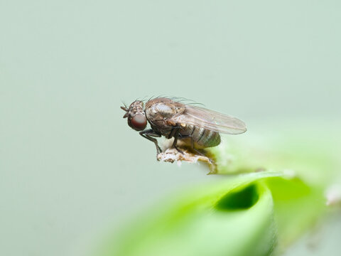 Atherigona sp or seed flies perched on the tip of grass