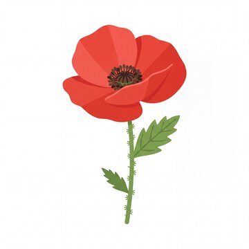 Red poppy flower vector illustration isolated on white background