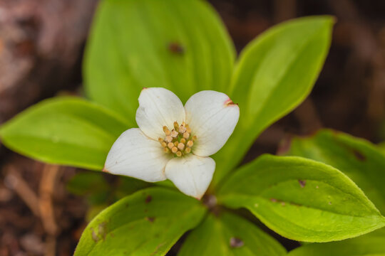 bunchberry flower with leaves