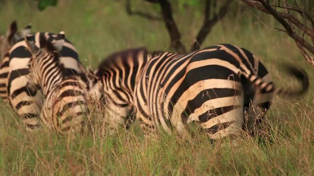 African zebra herd grazing in tall grass, wild zebras in savanna habitat, black and white striped animals in nature documentary style