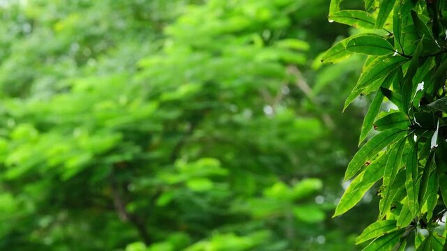 Rain drops fall on the green leaves in the mixed forest. green deciduous tree The rich natural ecosystem of the rainforest concept is all about conservation and natural reforestation.	
