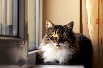 Fluffy domestic cat resting on a window sill in warm sunlight © Dimitar