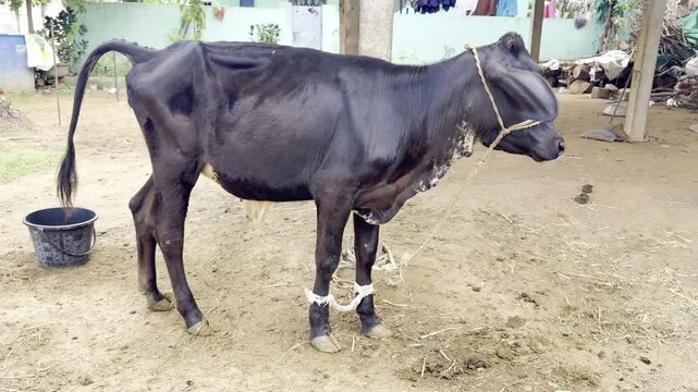 Black dairy cattle grazing beside a brown and white calf resting in a rural farmyard, domestic cattle livestock showing village farming, animal care, agriculture and peaceful countryside life in India