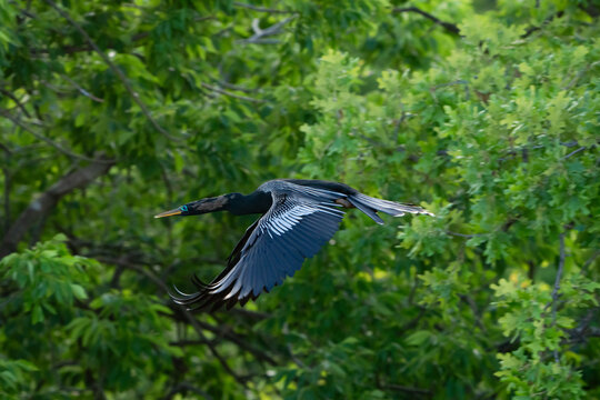ANHINGA in flight