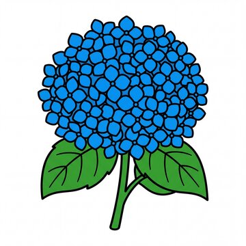 Blue hydrangea flower illustration on white background