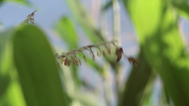 Honey bees fly around a flowering corn tassel collecting pollen in natural sunlight, with soft motion blur and green leaves in the background, illustrating pollination and biodiversity.