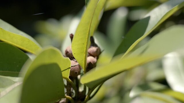 Close-up of young sapodilla (chico) fruits growing in clusters on a tree branch, surrounded by lush green leaves and natural foliage.