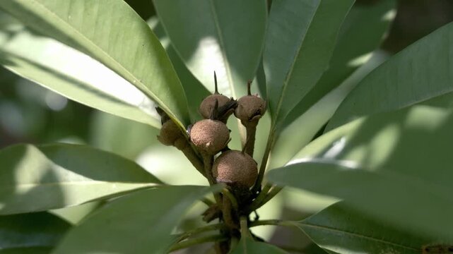 Close-up of young sapodilla (chico) fruits growing in clusters on a tree branch, surrounded by lush green leaves and natural foliage.