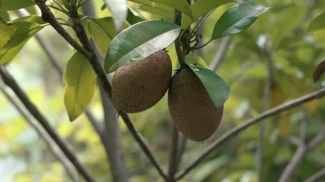 Close-up of ripe chico (sapodilla) fruits hanging from a tree branch, surrounded by lush green leaves and natural foliage. The brown, textured fruits are highlighted against a softly blurred tropical