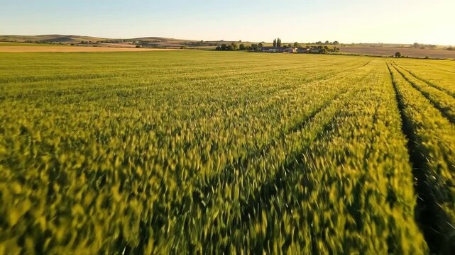 Aerial view of green wheat field with tractor tracks at sunset