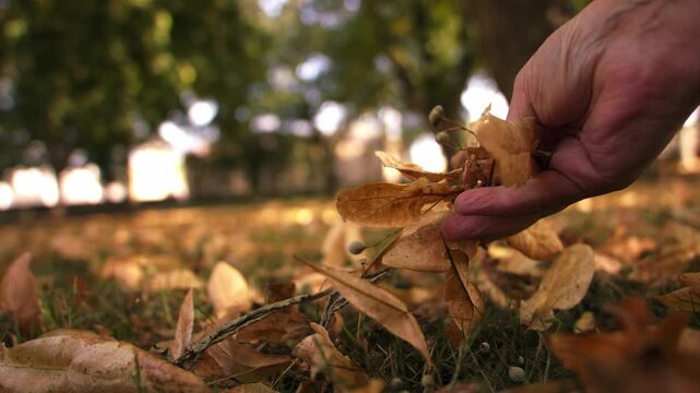Hand touching crunchy autumn leaves close up 4k slow motion shot selective focus