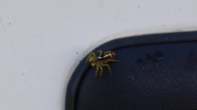 Vivid macro close-up shot of a small North Queensland jumping spider exploring a textured black car door handle in natural daylight. Detailed view shows its colorful body and lively movement.