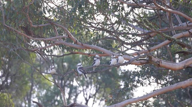 A cluster of kookaburras rest quietly on intertwining eucalyptus branches in serene daylight. Natural, clear composition captures Australian bushland atmosphere with gentle, diffused lighting.