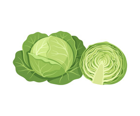 Fototapeta premium Fresh European Green Cabbage – Traditional Leafy Vegetable Vector