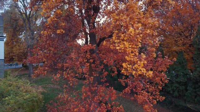 Yakima Washington Autumn Tree and Residential Neighborhood Aerial Rise
