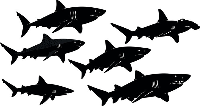 Shark Silhouette Vector Set with Great White, Hammerhead, and Tiger Sharks Isolated on White Background