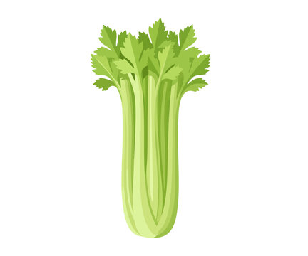 Fresh European Celery &ndash; Crisp Healthy Green Vegetable Vector