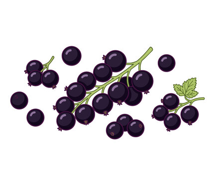 Fresh European Blackcurrants &ndash; Dark Purple Healthy Berry Vector