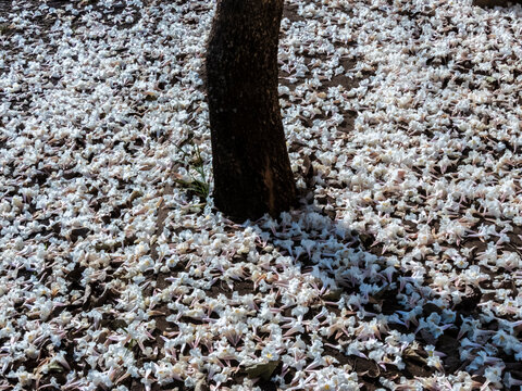 Fallen white ipe tree flowers covering the ground around trunk. Beautiful natural background showing a carpet of fallen white trumpet flowers from a Tabebuia roseo-alba tree covering the dark soil 