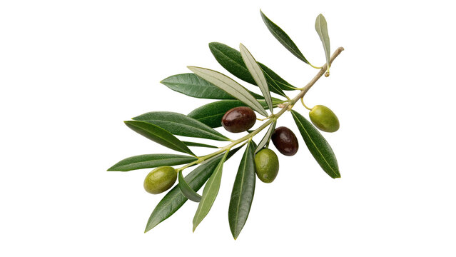 Green olive tree branch with fresh leaves fruits isolated on transparent background