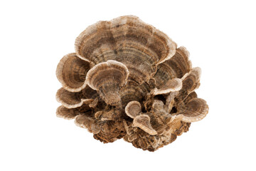 Cluster of brown and white turkey tail mushrooms with distinct concentric rings, captured on a clean white background © Chinases