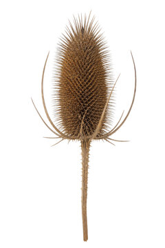 Single dry brown teasel seed head with sharp spines and long curved bracts on a white background